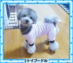にほんブログ村 犬ブログ トイプードルへ