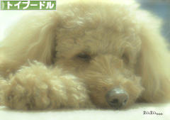 にほんブログ村 犬ブログ トイプードルへ