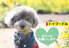 にほんブログ村 犬ブログ トイプードルへ