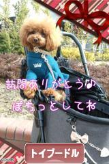 にほんブログ村 犬ブログ トイプードルへ
