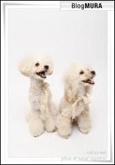 にほんブログ村 犬ブログ トイプードルへ