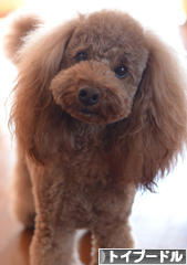 にほんブログ村 犬ブログ トイプードルへ