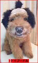 にほんブログ村 犬ブログ トイプードルへ