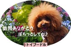 にほんブログ村 犬ブログ トイプードルへ