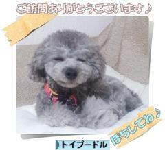 にほんブログ村 犬ブログ トイプードルへ