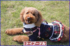 にほんブログ村 犬ブログ トイプードルへ
