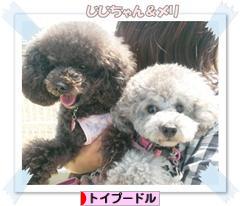 にほんブログ村 犬ブログ トイプードルへ