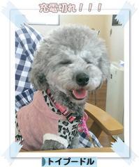 にほんブログ村 犬ブログ トイプードルへ