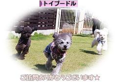 にほんブログ村 犬ブログ トイプードルへ