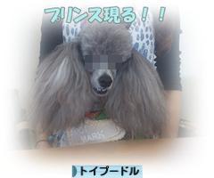 にほんブログ村 犬ブログ トイプードルへ