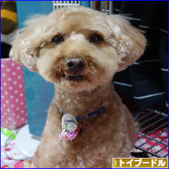 にほんブログ村 犬ブログ トイプードルへ