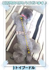 にほんブログ村 犬ブログ トイプードルへ