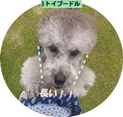 にほんブログ村 犬ブログ トイプードルへ