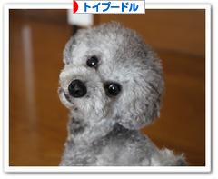にほんブログ村 犬ブログ トイプードルへ