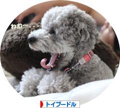にほんブログ村 犬ブログ トイプードルへ