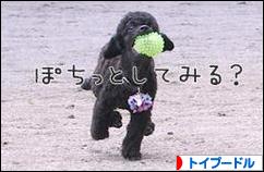 にほんブログ村 犬ブログ トイプードルへ