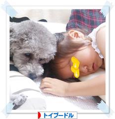 にほんブログ村 犬ブログ トイプードルへ