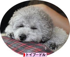 にほんブログ村 犬ブログ トイプードルへ