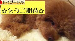 にほんブログ村 犬ブログ トイプードルへ
