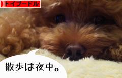 にほんブログ村 犬ブログ トイプードルへ