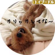 にほんブログ村 犬ブログ トイプードルへ