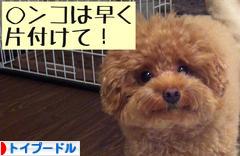 にほんブログ村 犬ブログ トイプードルへ