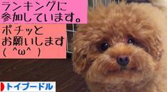 にほんブログ村 犬ブログ トイプードルへ