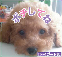 にほんブログ村 犬ブログ トイプードルへ