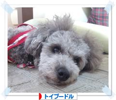にほんブログ村 犬ブログ トイプードルへ