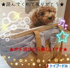 にほんブログ村 犬ブログ トイプードルへ