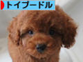 にほんブログ村 犬ブログ トイプードルへ