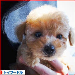 にほんブログ村 犬ブログ トイプードルへ