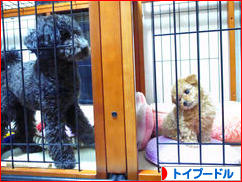 にほんブログ村 犬ブログ トイプードルへ