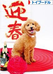 にほんブログ村 犬ブログ トイプードルへ