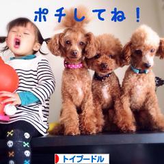 にほんブログ村 犬ブログ トイプードルへ