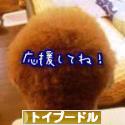 にほんブログ村 犬ブログ トイプードルへ
