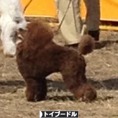 にほんブログ村 犬ブログ トイプードルへ