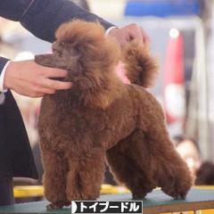 にほんブログ村 犬ブログ トイプードルへ