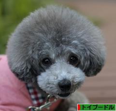 にほんブログ村 犬ブログ トイプードルへ