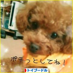 にほんブログ村 犬ブログ トイプードルへ