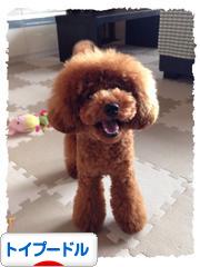 にほんブログ村 犬ブログ トイプードルへ