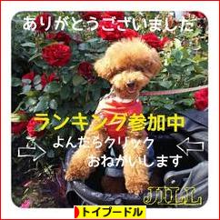 にほんブログ村 犬ブログ トイプードルへ