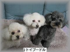 にほんブログ村 犬ブログ トイプードルへ