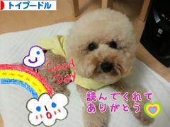 にほんブログ村 犬ブログ トイプードルへ