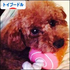 にほんブログ村 犬ブログ トイプードルへ