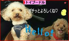 にほんブログ村 犬ブログ トイプードルへ