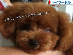 にほんブログ村 犬ブログ トイプードルへ