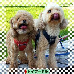 にほんブログ村 犬ブログ トイプードルへ