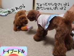 にほんブログ村 犬ブログ トイプードルへ