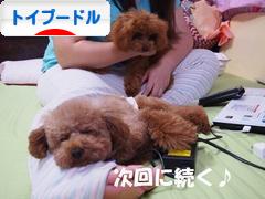 にほんブログ村 犬ブログ トイプードルへ